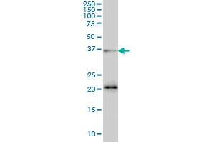 Image no. 5 for anti-serine/arginine-Rich Splicing Factor 10 (SRSF10) (AA 1-100) antibody (ABIN564697)