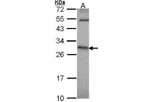WB Image Sample (30 ug of whole cell lysate) A: IMR32 12% SDS PAGE antibody diluted at 1:1000