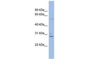 Image no. 1 for anti-Gap Junction Protein, beta 6, 30kDa (GJB6) (C-Term) antibody (ABIN6742704)