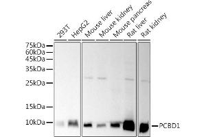 PCBD1 Antikörper