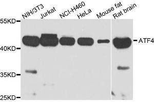 Image no. 1 for anti-Activating Transcription Factor 4 (Tax-Responsive Enhancer Element B67) (ATF4) antibody (ABIN3020669)