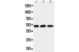 HYAL1 antibody  (N-Term)