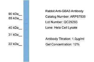Image no. 2 for anti-Glucosidase, Beta, Acid 3 (Cytosolic) (GBA3) (N-Term) antibody (ABIN2787250)