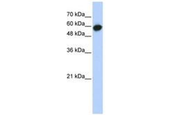LRRC6 Antikörper  (AA 395-444)