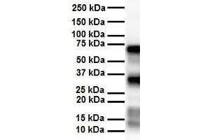 Image no. 2 for anti-Solute Carrier Family 25 (Mitochondrial Carrier, Aralar), Member 12 (Slc25a12) (Middle Region) antibody (ABIN2781595)