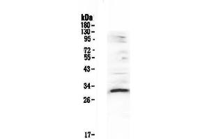 Image no. 1 for anti-Vascular Endothelial Growth Factor B (VEGFB) (AA 22-207) antibody (ABIN5692963)