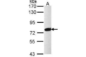 Image no. 1 for anti-Pre-mRNA Processing Factor 39 (PRPF39) (Internal Region) antibody (ABIN2856000)