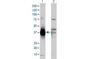 Image no. 2 for anti-Aldo-keto Reductase Family 1, Member C2 (AKR1C2) (AA 224-323) antibody (ABIN560582)