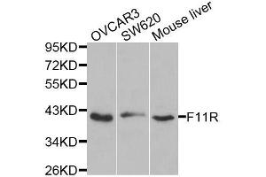 Image no. 3 for anti-F11 Receptor (F11R) antibody (ABIN3021823)