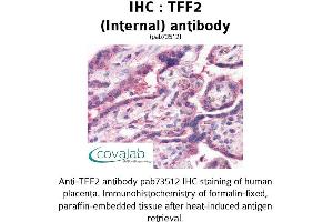 Image no. 1 for anti-Trefoil Factor 2 (TFF2) (Internal Region) antibody (ABIN1740006)