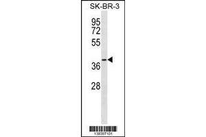 Image no. 1 for anti-Sideroflexin 3 (SFXN3) (AA 288-314), (C-Term) antibody (ABIN1537061)
