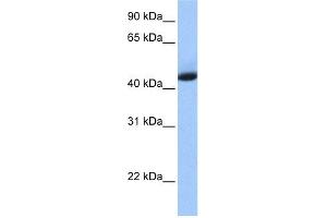 Image no. 2 for anti-KH Domain Containing, RNA Binding, Signal Transduction Associated 1 (KHDRBS1) (N-Term) antibody (ABIN2778999)
