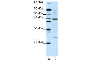 Image no. 3 for anti-NF-kappa-B inhibitor beta (NFKBIB) (C-Term) antibody (ABIN2775837)