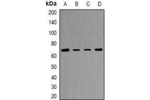 Image no. 1 for anti-Transketolase (TKT) (full length) antibody (ABIN6006174)