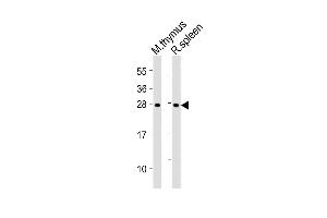 All lanes : Anti-SOCS1 Antibody (N-term) at 1:2000 dilution Lane 1: mouse thymus lysates Lane 2: rat spleen lysates Lysates/proteins at 20 μg per lane.