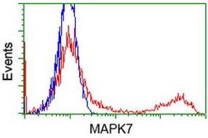 Image no. 3 for anti-Mitogen-Activated Protein Kinase 12 (MAPK12) antibody (ABIN1499301)