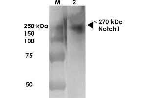 Image no. 1 for anti-Notch 1 (NOTCH1) (AA 20-216) antibody (HRP) (ABIN2483201)