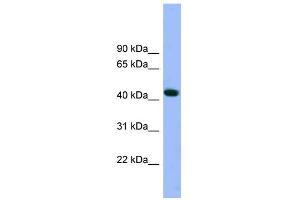 Image no. 1 for anti-ARP3 Actin-Related Protein 3 (ACTR3) (N-Term) antibody (ABIN2784770)