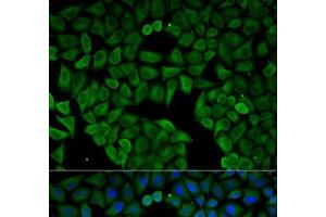 Immunofluorescence analysis of HeLa cells using CHRNA1 Polyclonal Antibody