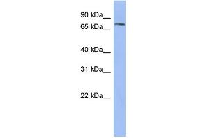 Image no. 1 for anti-Pinin, Desmosome Associated Protein (PNN) (N-Term) antibody (ABIN2786682)
