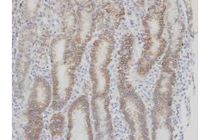 IHC-P Image Immunohistochemical analysis of paraffin-embedded human normal gastric epithelium (gland) , using F7, antibody at 1:100 dilution.