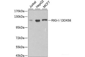 Western blot analysis of extracts of various cell lines using RIG-I / DDX58 Polyclonal Antibody at dilution of 1:500.