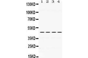 Image no. 2 for anti-Paired Box 6 (PAX6) (AA 195-233), (Middle Region) antibody (ABIN3043379)