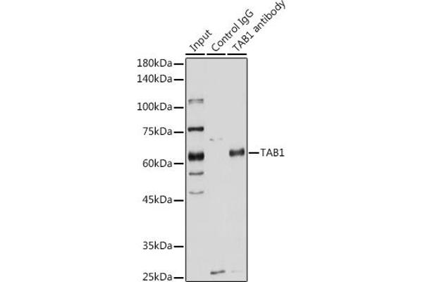 TAB1 antibody  (AA 205-504)