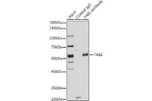 TAB1 antibody  (AA 205-504)