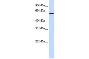 Image no. 1 for anti-Ecto-NOX Disulfide-Thiol Exchanger 1 (ENOX1) antibody (ABIN2458536)