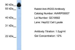 Image no. 1 for anti-Regulator of G-Protein Signaling 3 (RGS3) (C-Term) antibody (ABIN2792209)