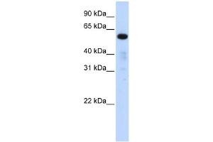 Image no. 1 for anti-Family with Sequence Similarity 98, Member A (FAM98A) (Middle Region) antibody (ABIN632813)
