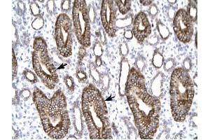 Image no. 2 for anti-Claudin 8 (CLDN8) (C-Term) antibody (ABIN630268)