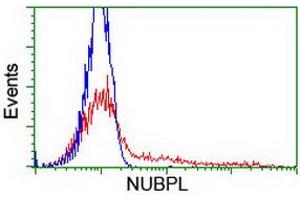 Image no. 1 for anti-Nucleotide Binding Protein-Like (NUBPL) (AA 1-250) antibody (ABIN2727688)