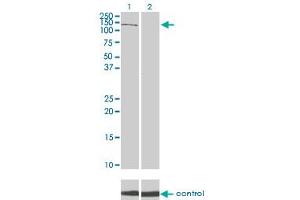 Image no. 2 for anti-Phosphoinositide 3-kinase Regulatory Subunit 4 (PIK3R4) (AA 1259-1358) antibody (ABIN565477)