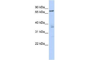 Image no. 1 for anti-Cleavage Stimulation Factor, 3' Pre-RNA, Subunit 3, 77kDa (CSTF3) (Middle Region) antibody (ABIN2778766)