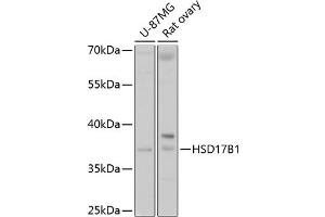 HSD17B1 Antikörper  (AA 1-328)