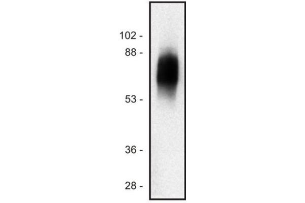 anti-Signaling threshold Regulating Transmembrane Adaptor 1 (SIT1) antibody