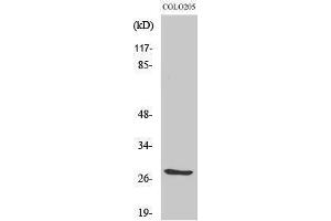 Image no. 1 for anti-Tumor Necrosis Factor (Ligand) Superfamily, Member 12 (TNFSF12) (Internal Region) antibody (ABIN3187383)