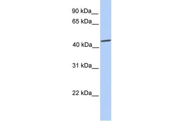 anti-SRY (Sex Determining Region Y)-Box 9 (SOX9) (C-Term) antibody
