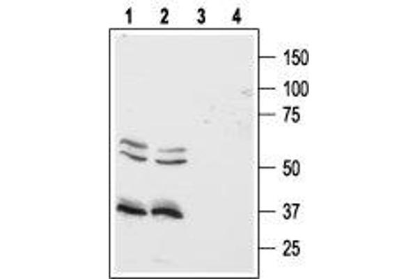 anti-Hypocretin (Orexin) Receptor 1 (HCRTR1) (3rd Intracellular Loop), (AA 256-269) antibody