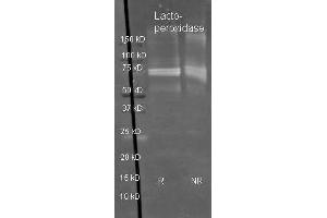 Image no. 1 for anti-Lactoperoxidase (LPO) antibody (ABIN103436)