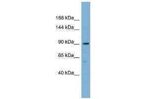Image no. 1 for anti-E2F Transcription Factor 8 (E2F8) (Middle Region) antibody (ABIN928209)