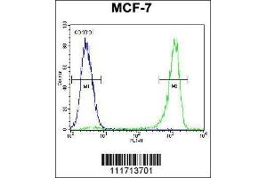Image no. 3 for anti-Vascular Endothelial Growth Factor C (VEGFC) (AA 20-49), (N-Term) antibody (ABIN655891)