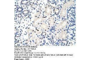 Image no. 2 for anti-Forkhead Box G1 (FOXG1) (N-Term) antibody (ABIN2780667)