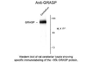 Image no. 1 for anti-GRP1 (General Receptor For phosphoinositides 1)-Associated Scaffold Protein (GRASP) (C-Term) antibody (ABIN6658234)