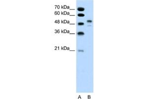 Image no. 1 for anti-POU Class 3 Homeobox 2 (POU3F2) antibody (ABIN2460197)