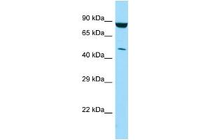 Image no. 1 for anti-Phosphatidylinositol-5-Phosphate 4-Kinase, Type II, gamma (PIP4K2C) (C-Term) antibody (ABIN2790338)