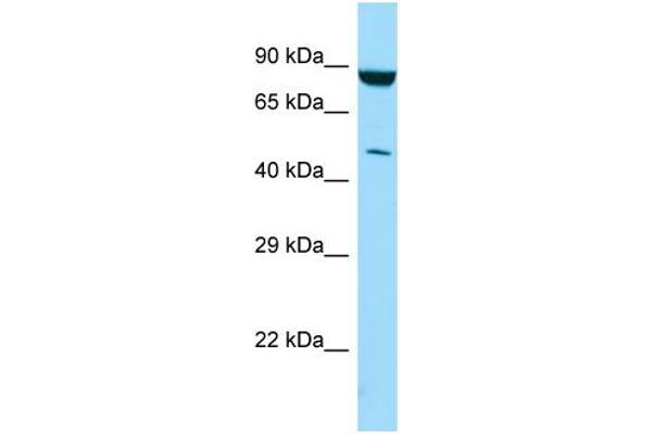 anti-Phosphatidylinositol-5-Phosphate 4-Kinase, Type II, gamma (PIP4K2C) (C-Term) antibody