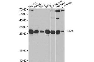 Image no. 1 for anti-Guanidinoacetate N-Methyltransferase (GAMT) antibody (ABIN6140950)